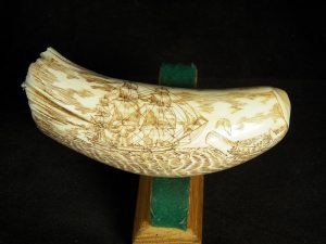 Scrimshawed Whales Tooth